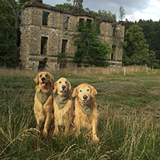 Lifesize cardboard cutout of three golden retrievers